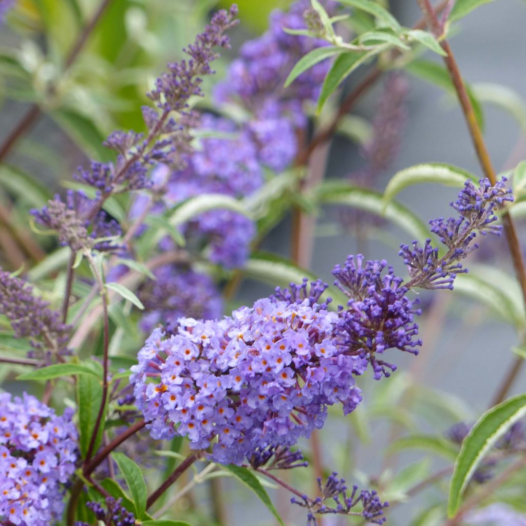 Buddleja davidii Nanho Blue - Butterfly Bush