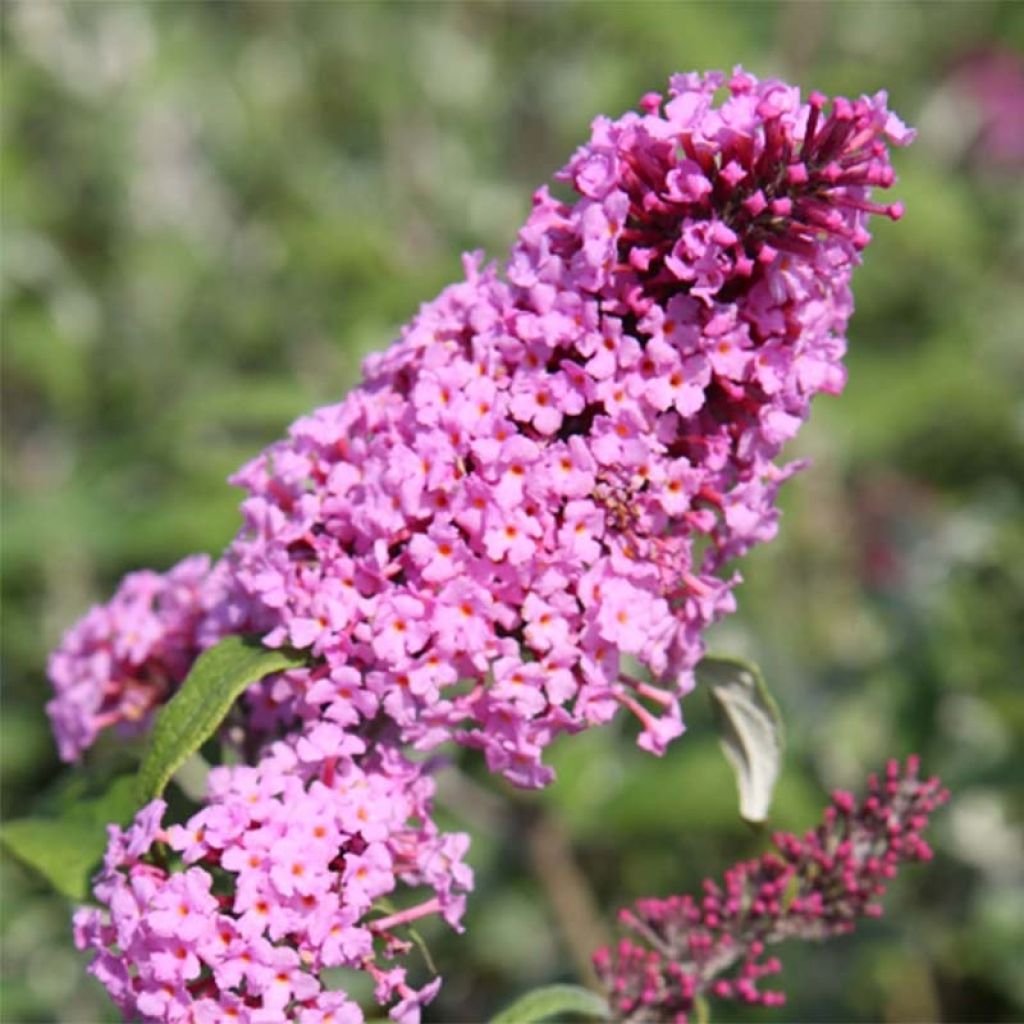 Buddleia davidii Pink Delight - Butterfly Bush