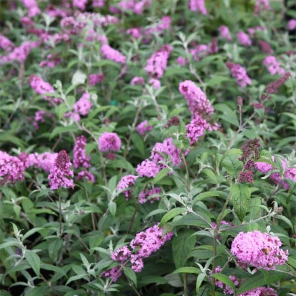 Buddleia davidii Pink Delight - Butterfly Bush