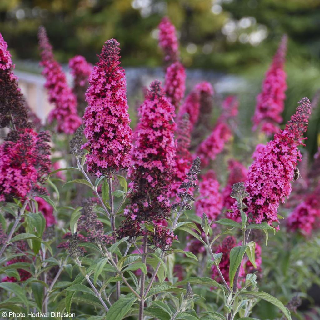 Buddleia davidii Prince Charming MONARCH - Butterfly Bush