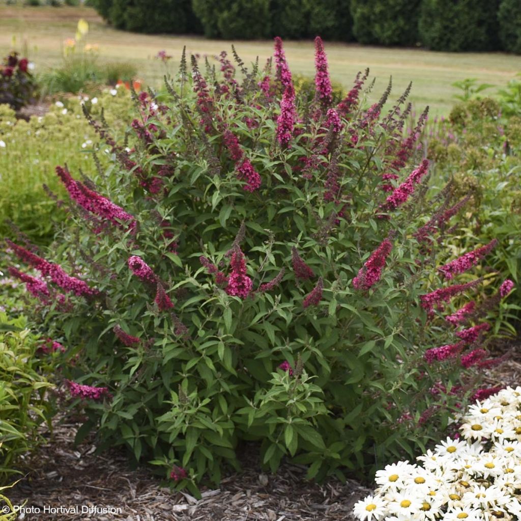 Buddleia davidii Prince Charming MONARCH - Butterfly Bush