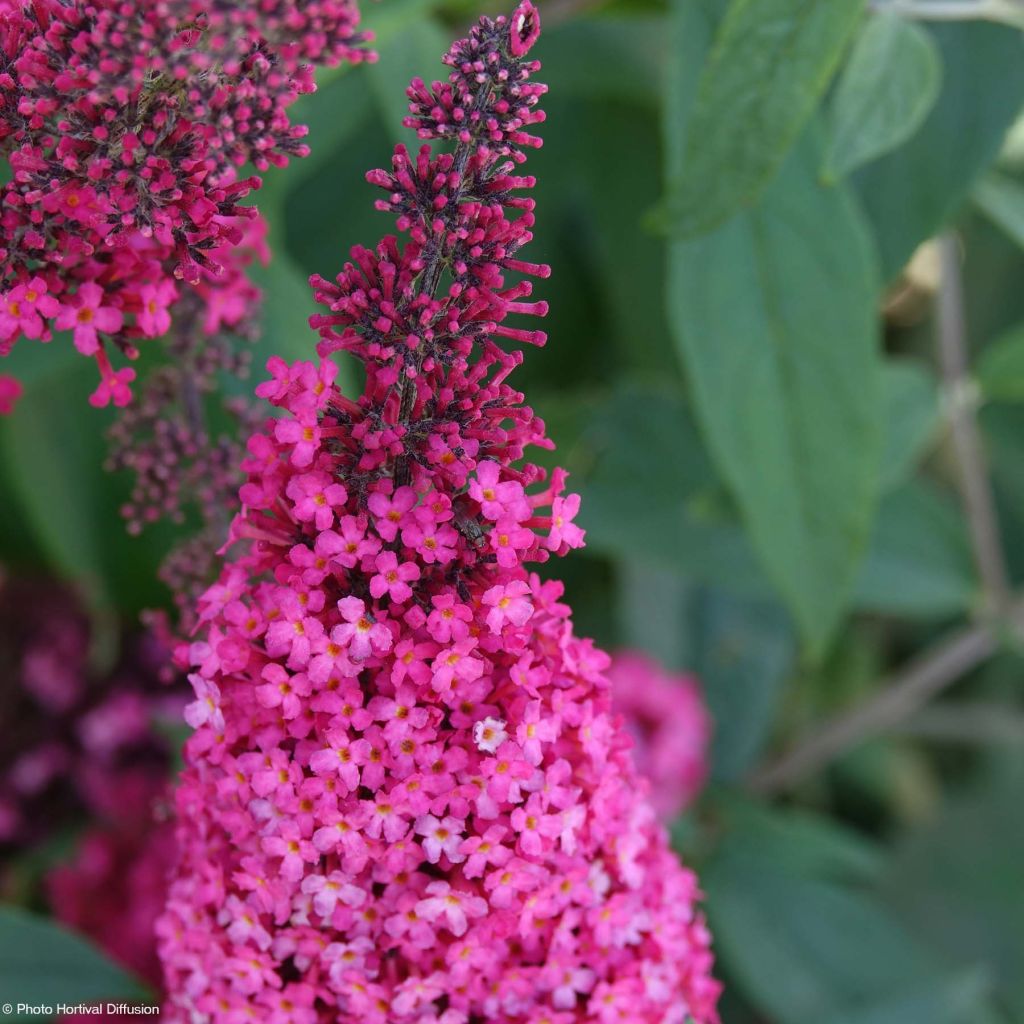 Buddleia davidii Prince Charming MONARCH - Butterfly Bush