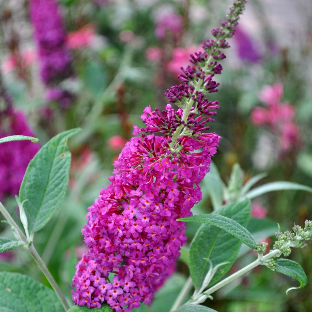 Buddleia Miss Ruby - Butterfly Bush