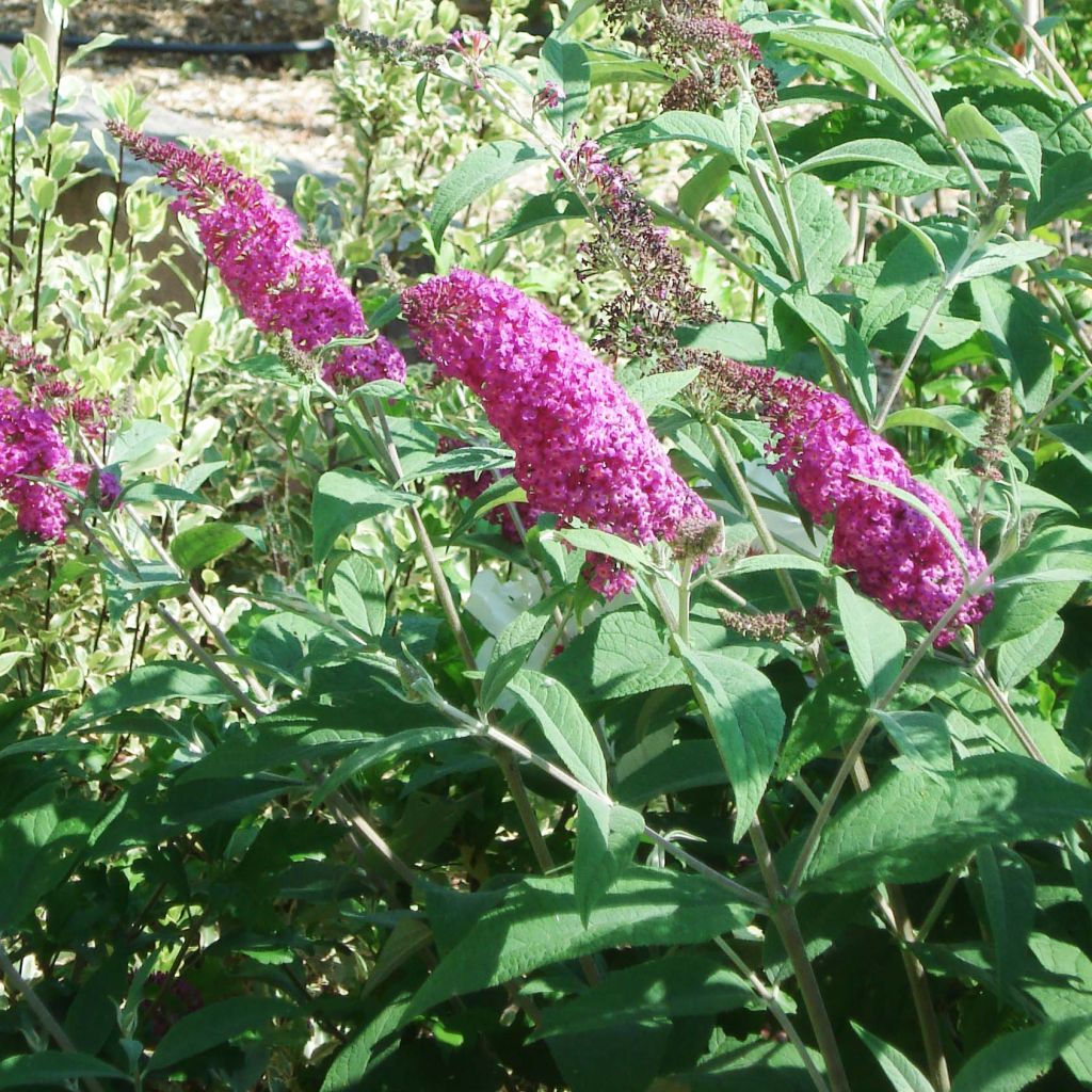 Buddleia Miss Ruby - Butterfly Bush