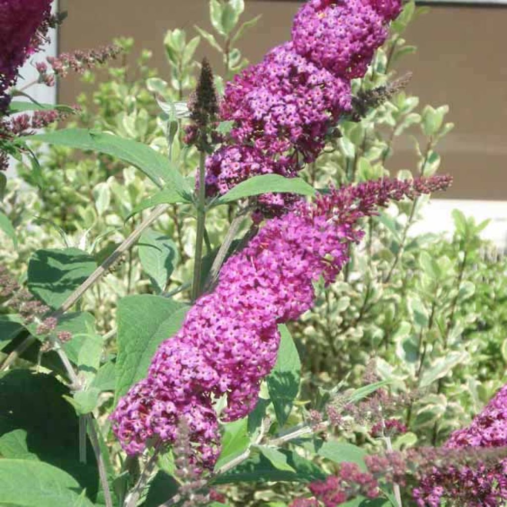 Buddleia Miss Ruby - Butterfly Bush