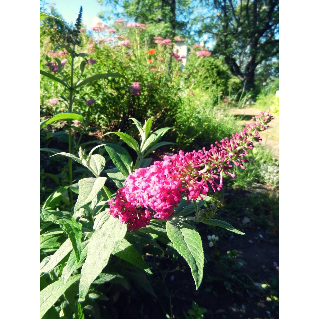 Buddleia Miss Ruby - Butterfly Bush