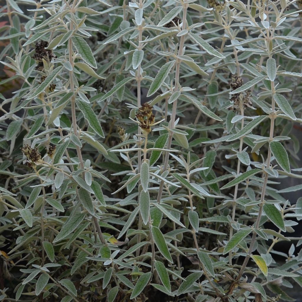 Buddleia Silver Anniversary - Arbre aux papillons