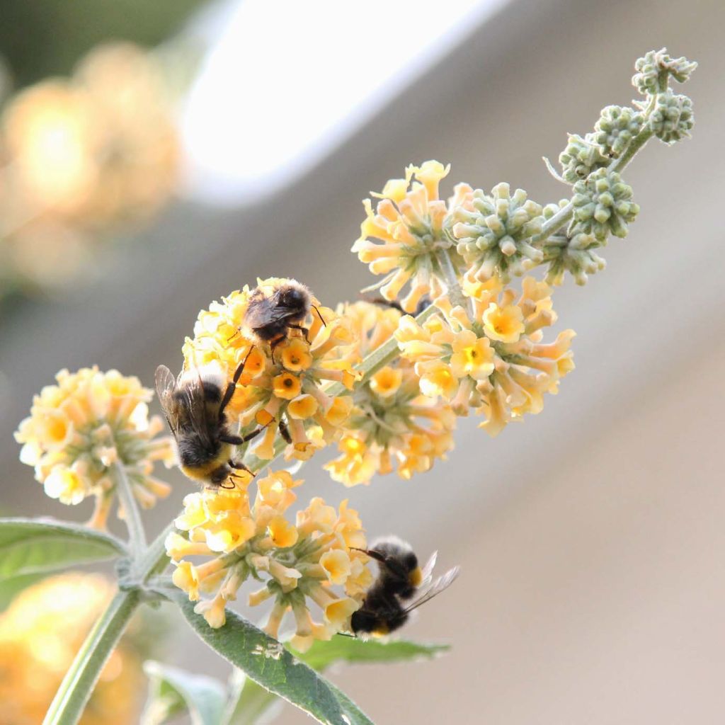 Buddleja x weyeriana Sungold