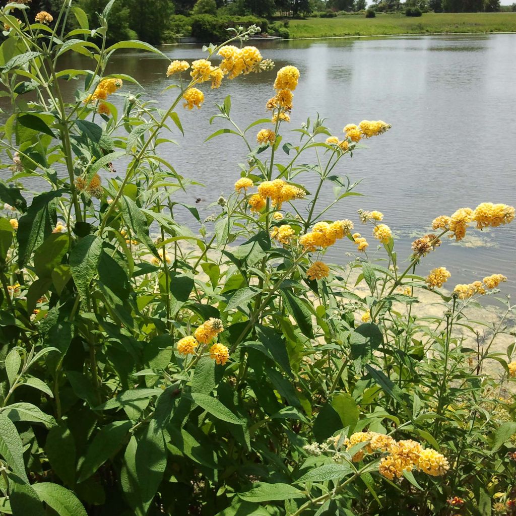 Buddleja x weyeriana Sungold