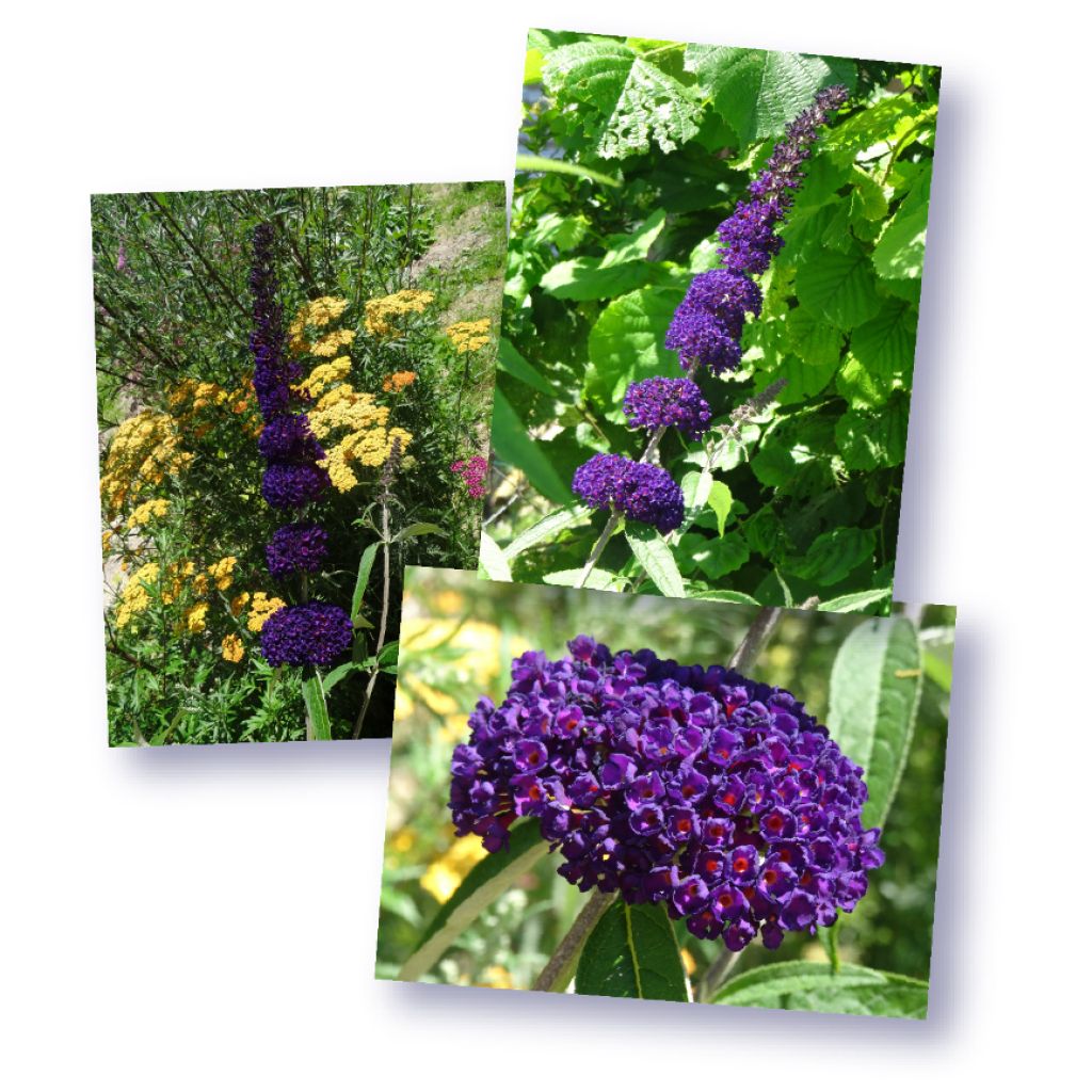 Buddleia davidii Black Knight - Butterfly Bush