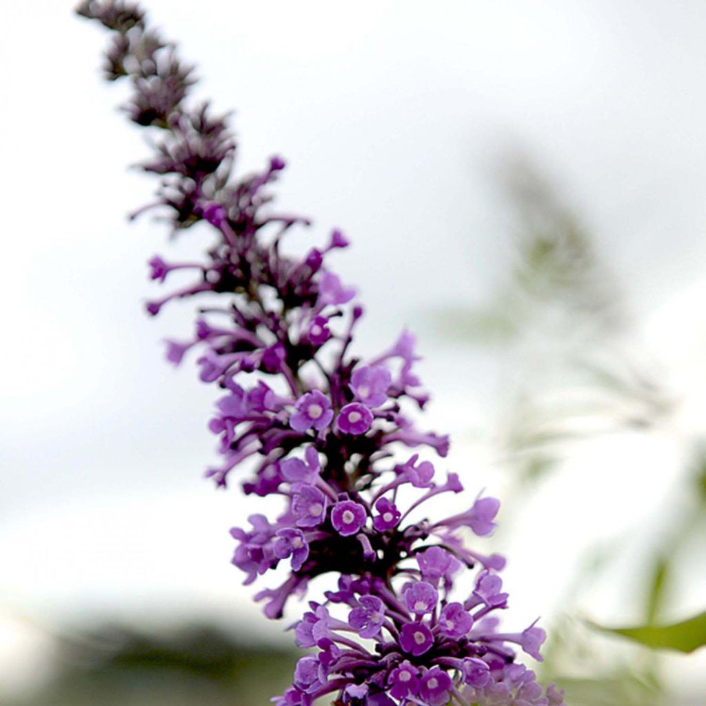 Buddleja davidii Argus Velvet - Butterfly Bush