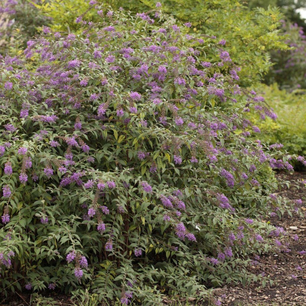 Buddleja davidii Argus Velvet - Butterfly Bush