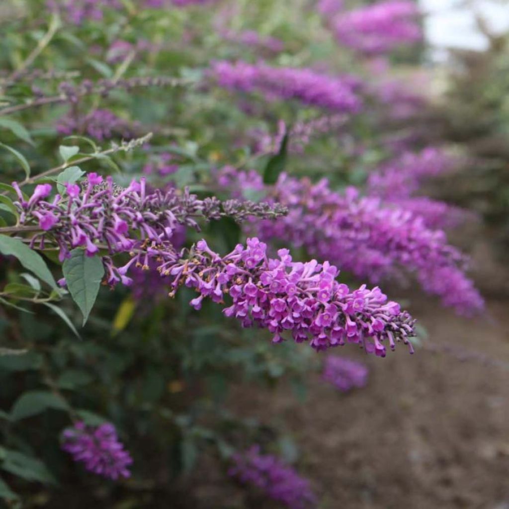 Buddleja davidii Argus Velvet - Butterfly Bush