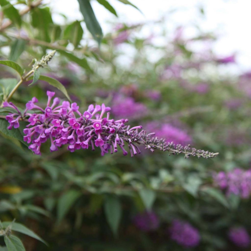 Buddleja davidii Argus Velvet - Butterfly Bush