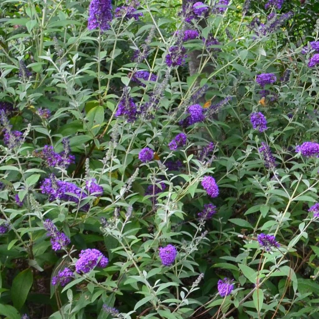 Buddleja davidii Groovy Grape - Butterfly Bush