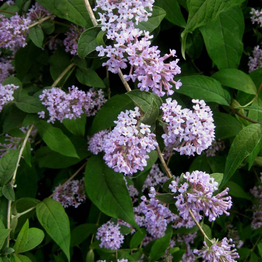 Buddleja delavayi - Butterfly Bush