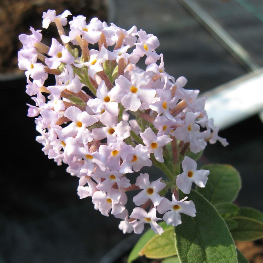 Buddleja delavayi - Butterfly Bush