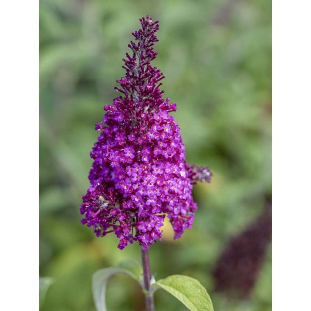 Buddleja davidii Funky Fuchsia - Butterfly Bush