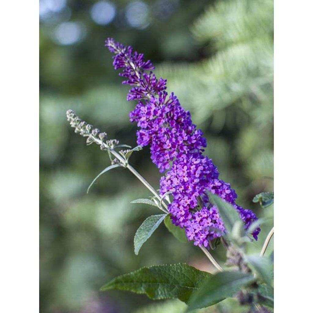 Buddleja davidii Psychedelic Sky - Butterfly Bush