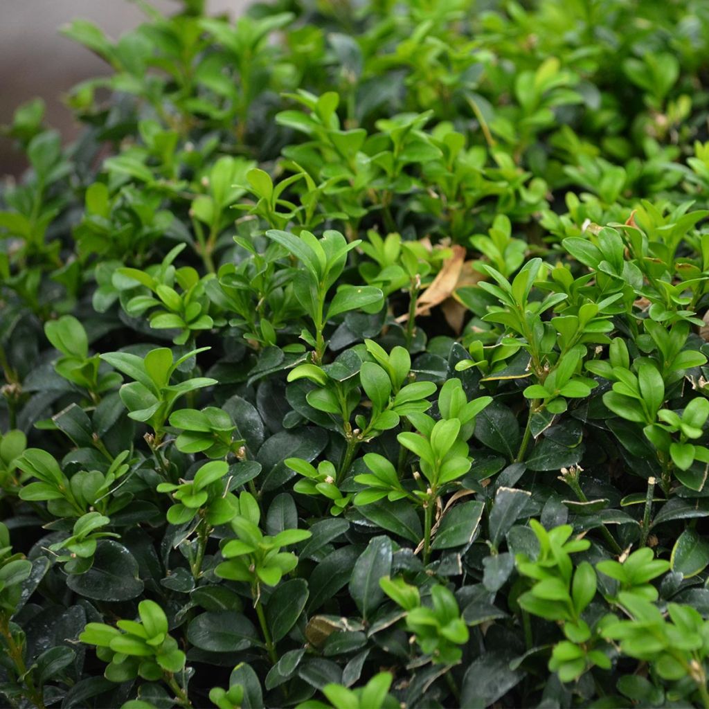 Buxus sempervirens - Boxwood