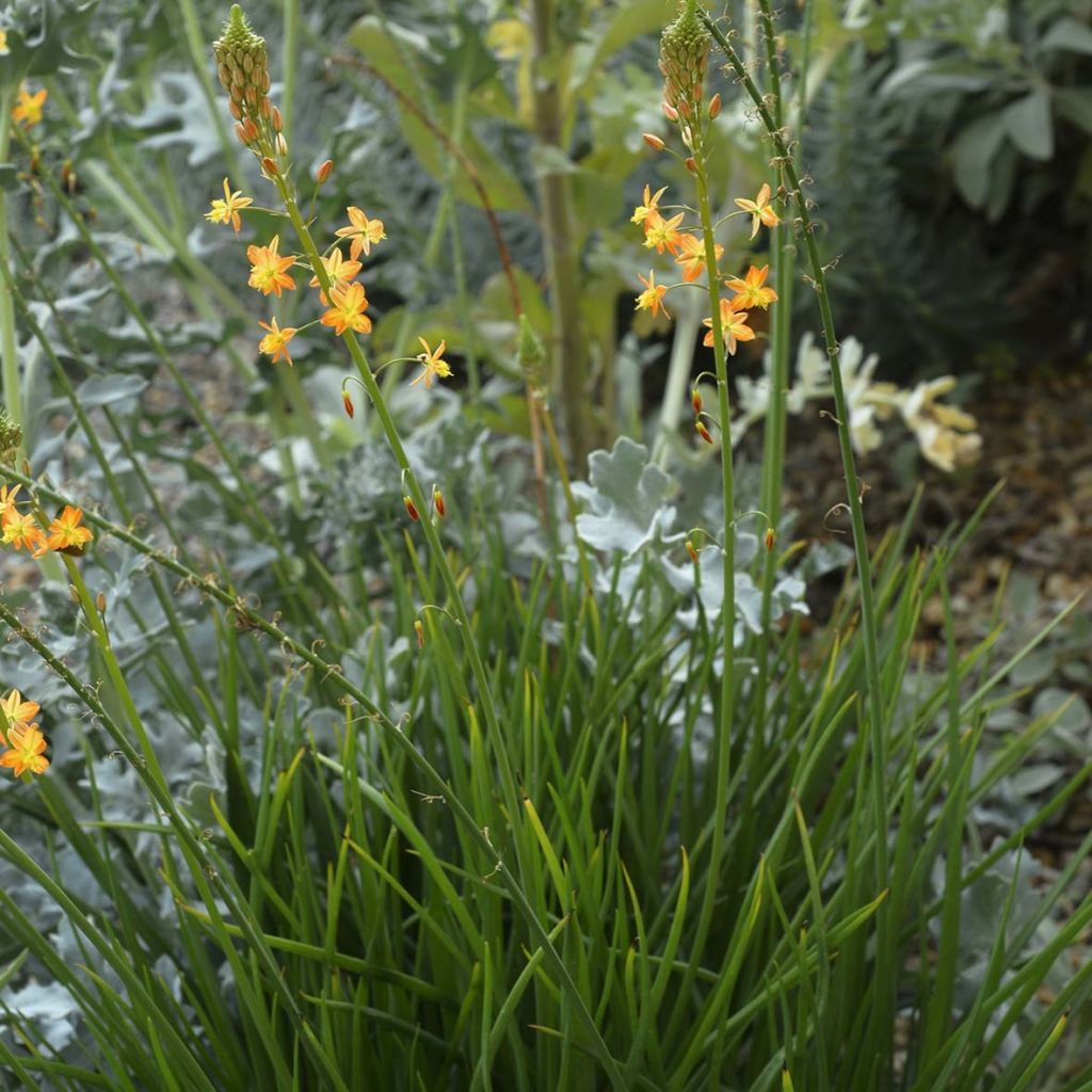 Bulbine frutescens