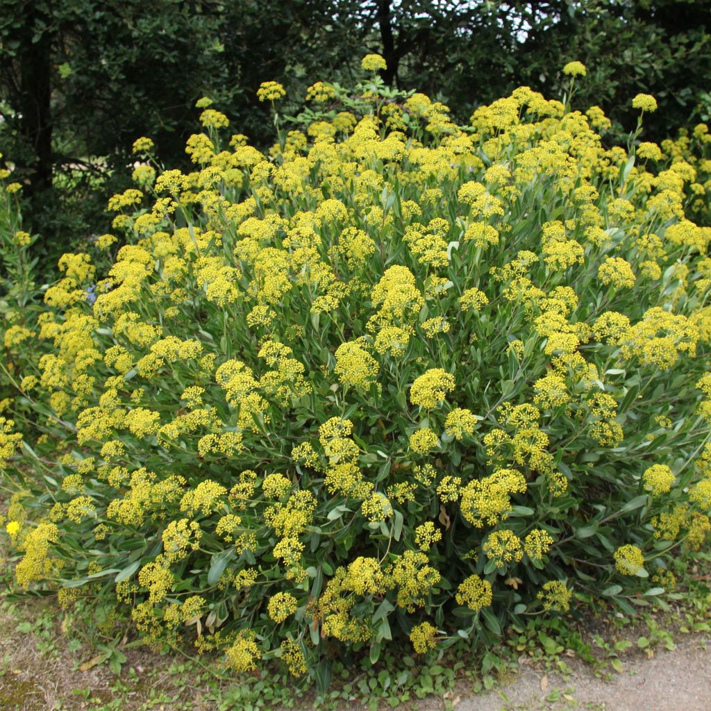 Bupleurum fruticosum