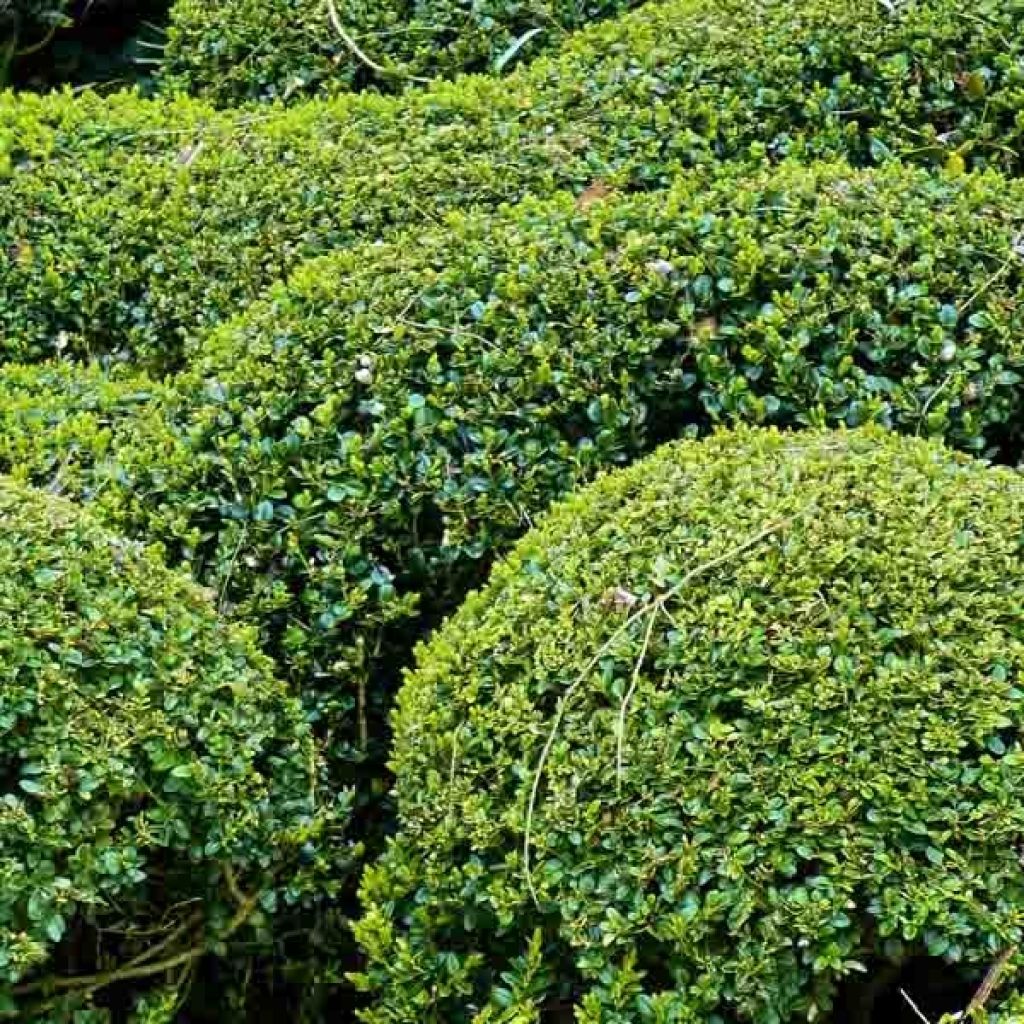 Buxus sempervirens Suffruticosa - Dwarf Common Boxwood