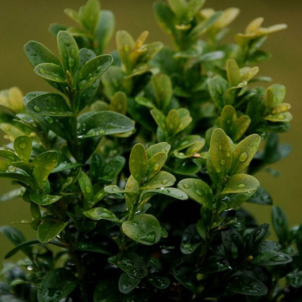 Buxus  sempervirens Suffruticosa