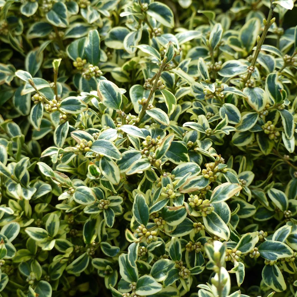 Buxus sempervirens Elegans - Boxwood