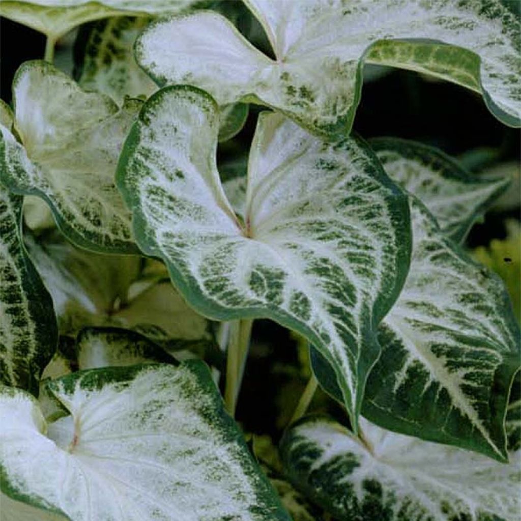 Caladium Aaron - Angel Wings