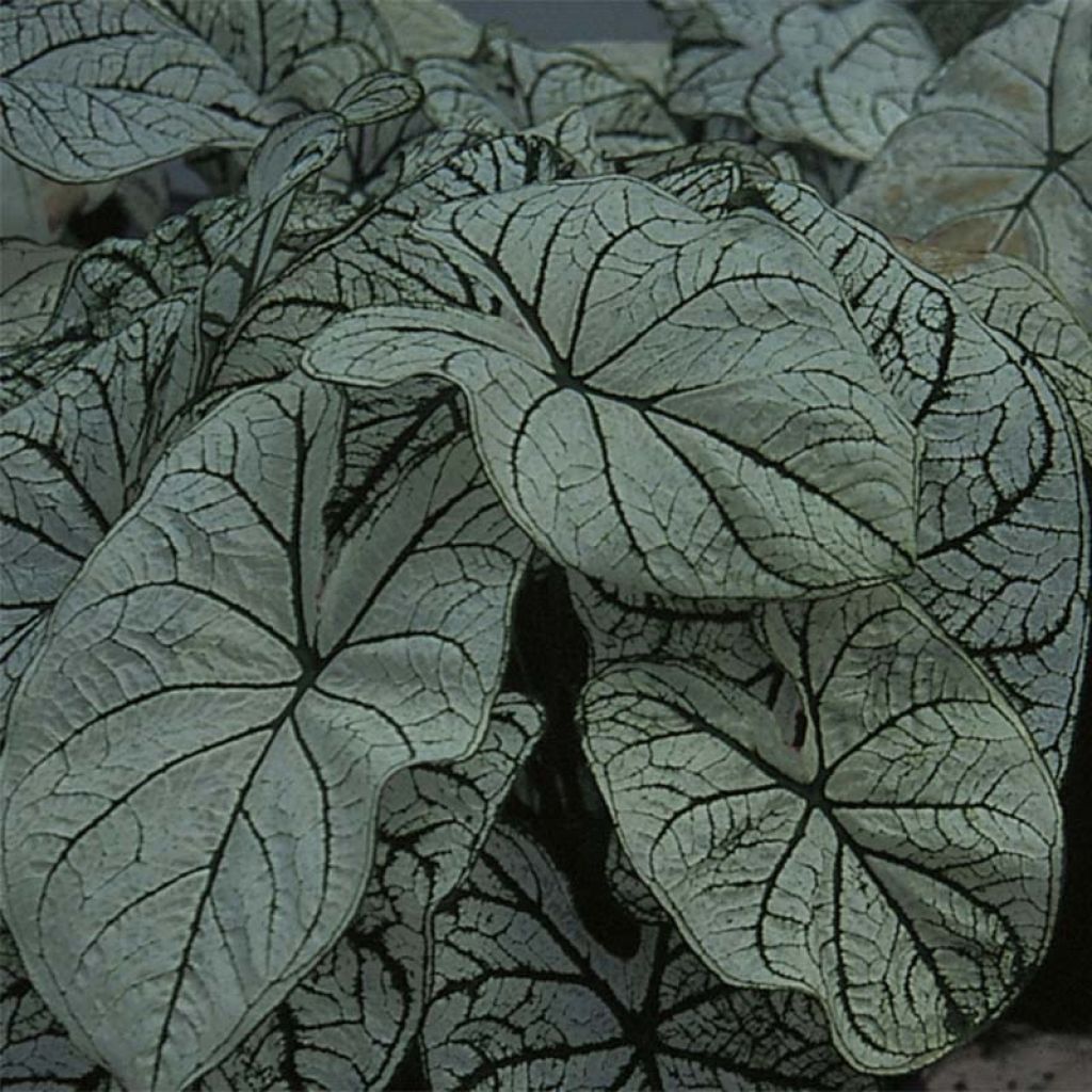 Caladium bicolor Candidum - Angel Wings