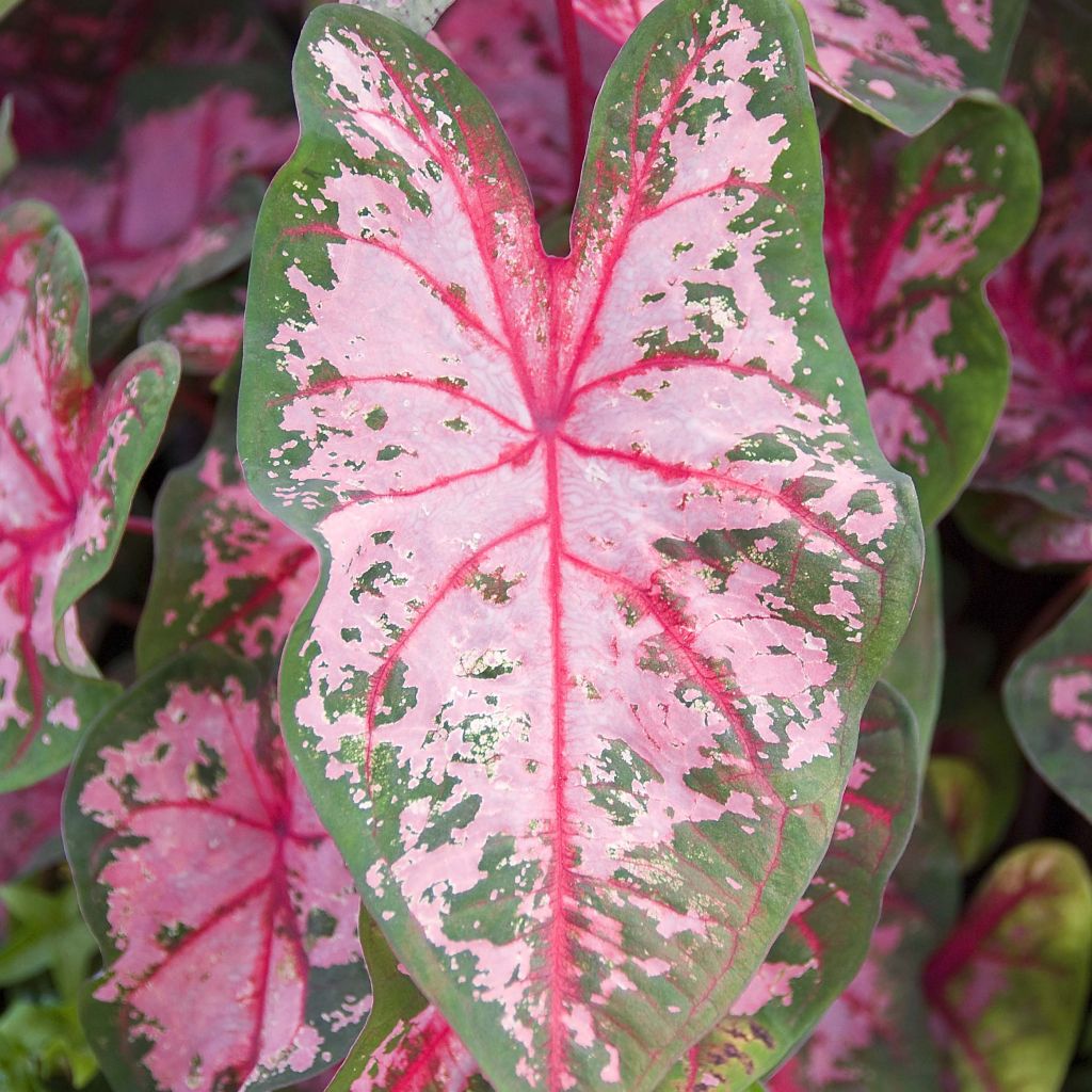 Caladium Carolyn Whorton - Angel Wings