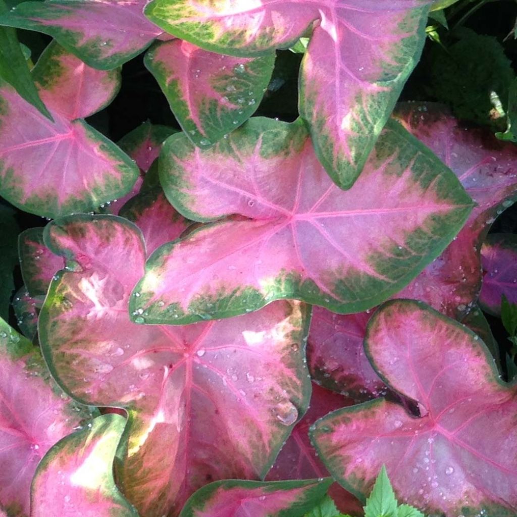 Caladium Rosebud - Angel Wings