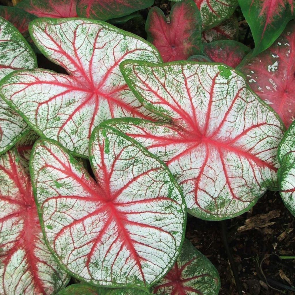 Caladium White Queen - Angel Wings