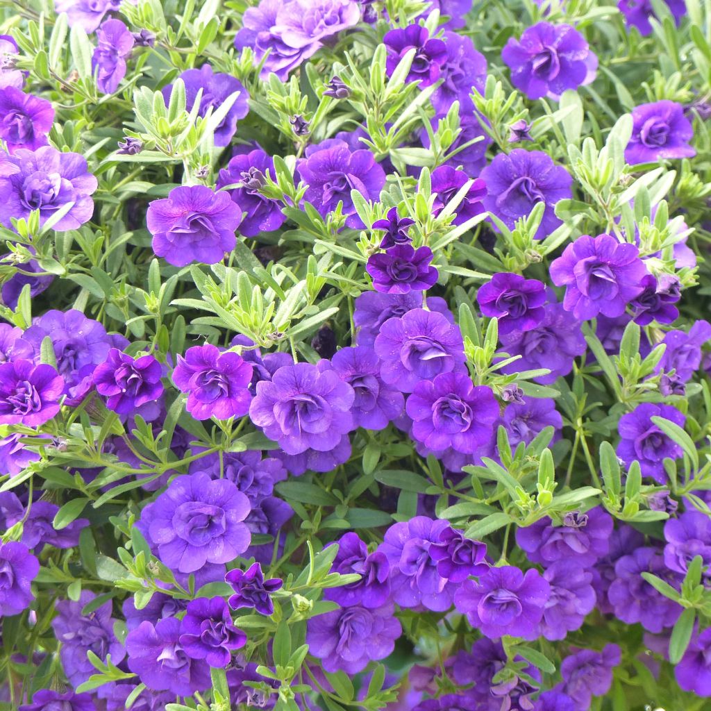 Calibrachoa Can-Can Rosies Blue - Double Mini-Petunia