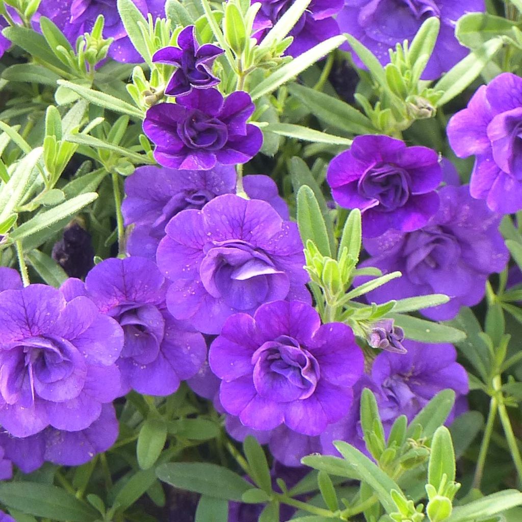 Calibrachoa Can-Can Rosies Blue - Double Mini-Petunia