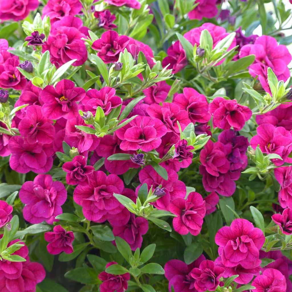 Calibrachoa Can-Can Rosies Pink - Double Mini-Petunia