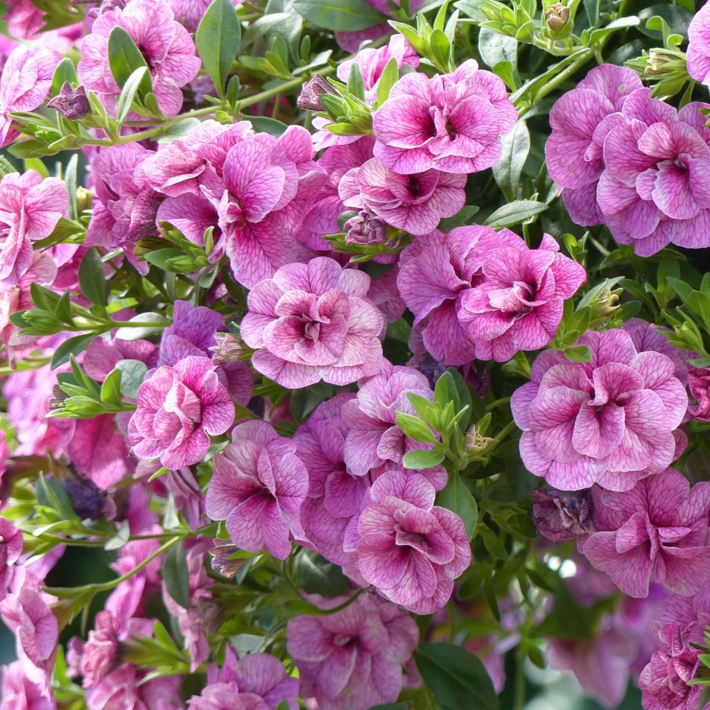 Calibrachoa Can-Can Rosies Pink Vein - Double Mini Petunia