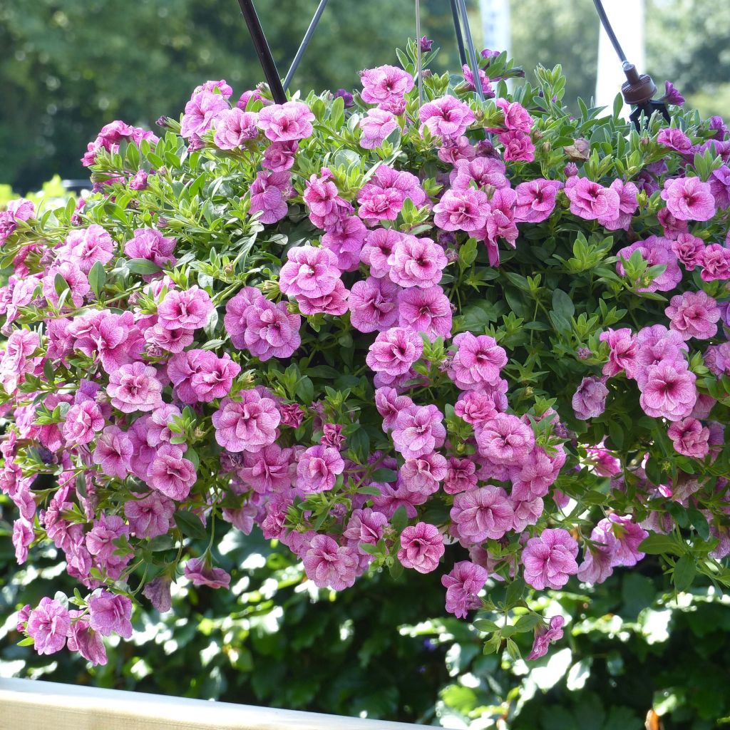 Calibrachoa Can-Can Rosies Pink Vein - Double Mini Petunia