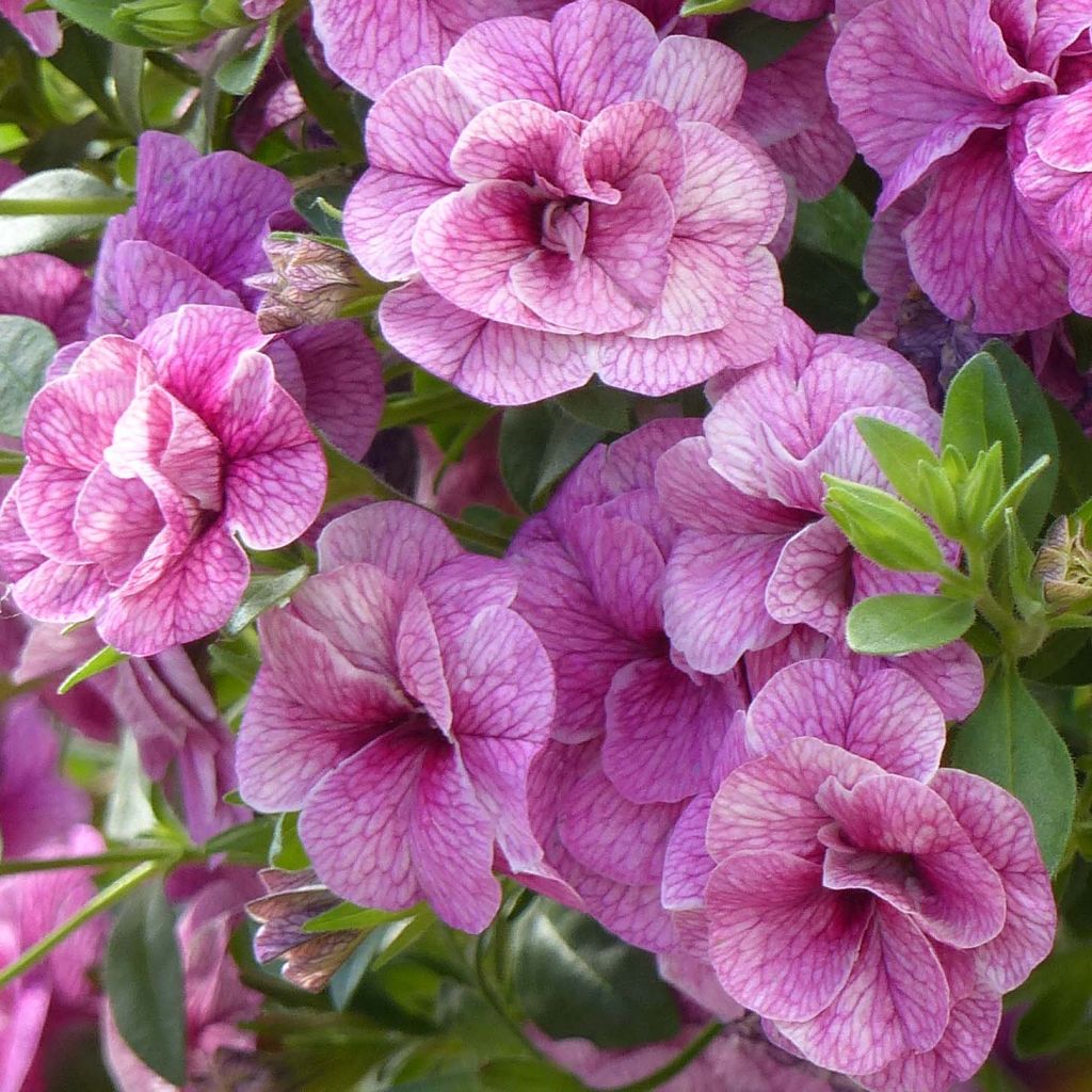 Calibrachoa Can-Can Rosies Pink Vein - Double Mini Petunia