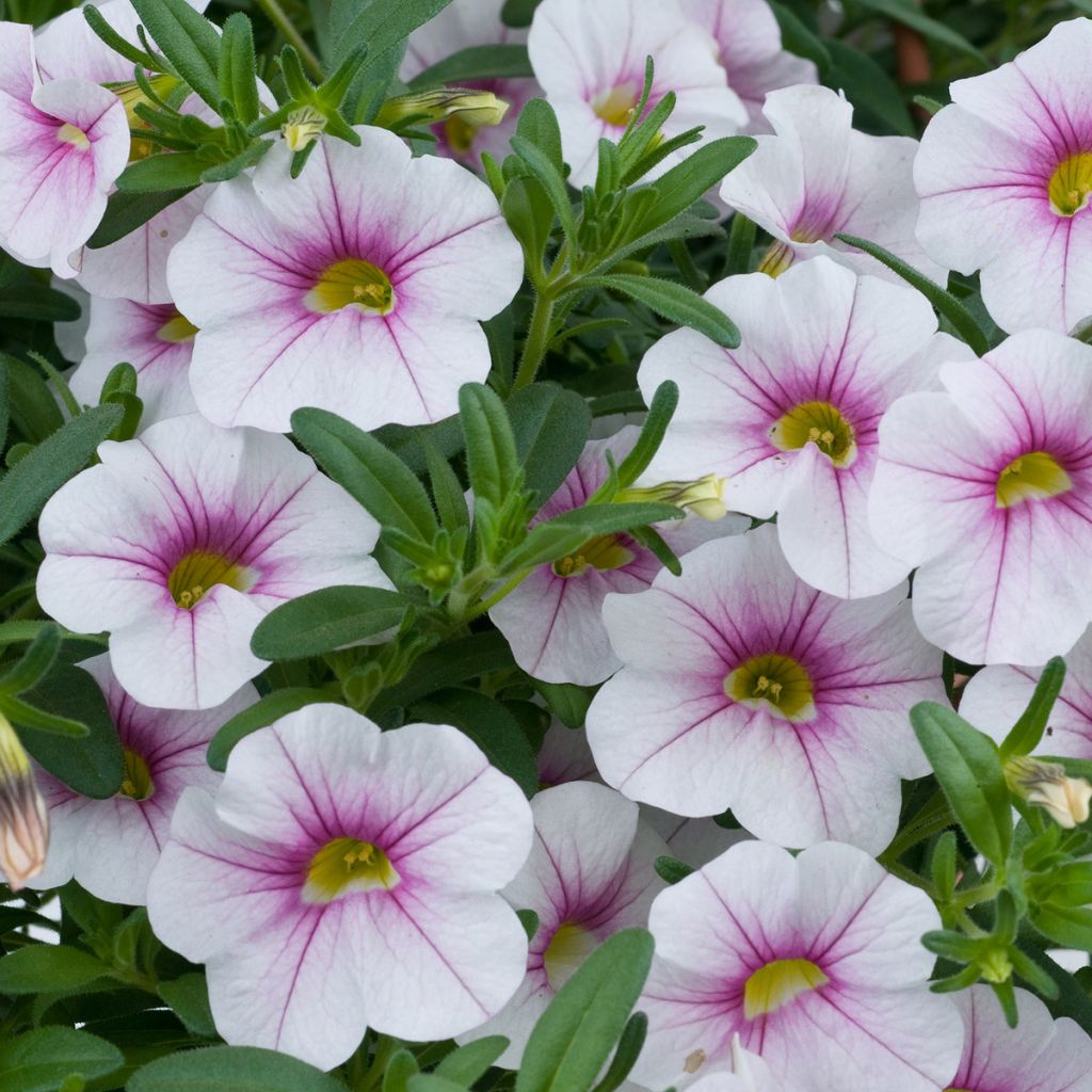 Calibrachoa Noa Almond Blossom 