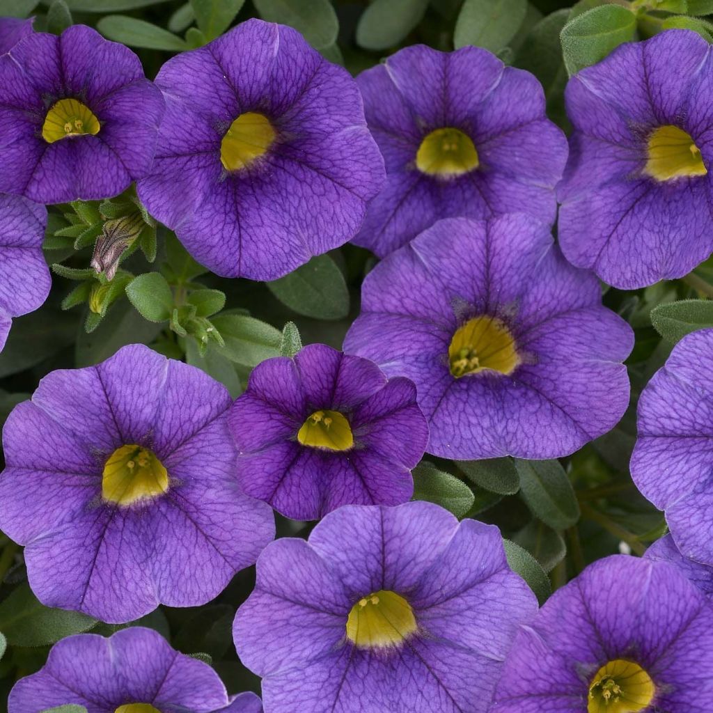 Calibrachoa Superbells Unique Blue Violet - Mini-Petunia