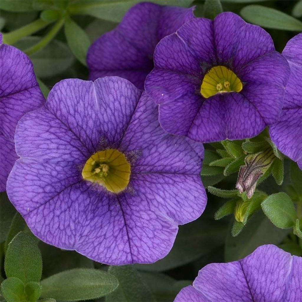 Calibrachoa Superbells Unique Blue Violet - Mini-Petunia