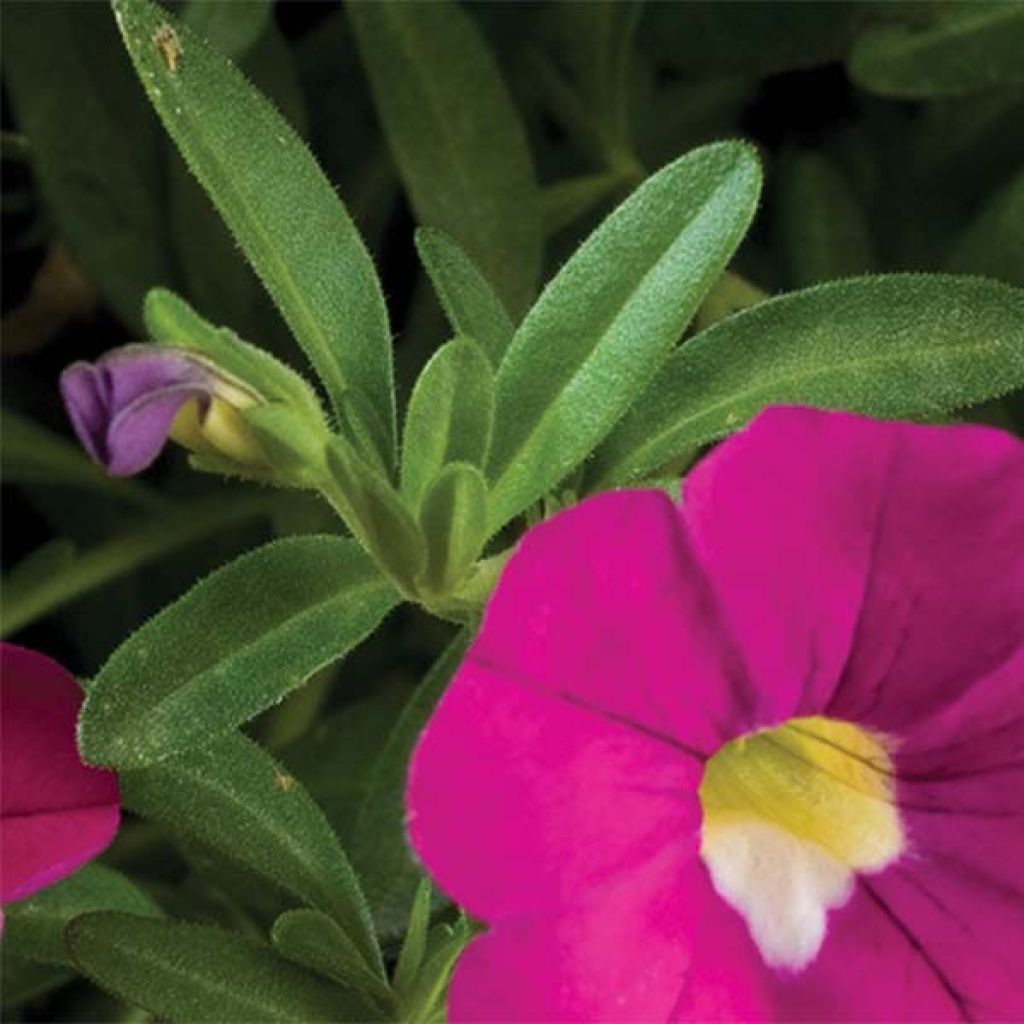 Calibrachoa Noa Dark Pink Carnival - Mini-Petunia