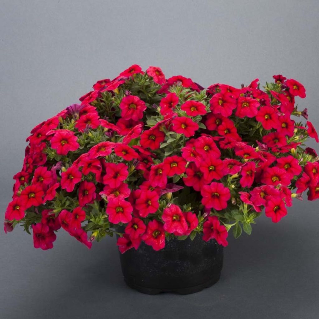 Calibrachoa Lia Dark Red - Mini-Petunia