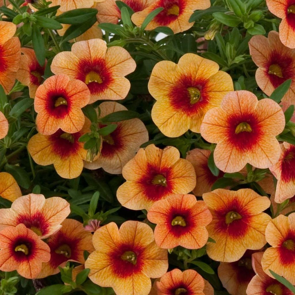 Calibrachoa Superbells Unique Mango Punch - Mini-Petunia