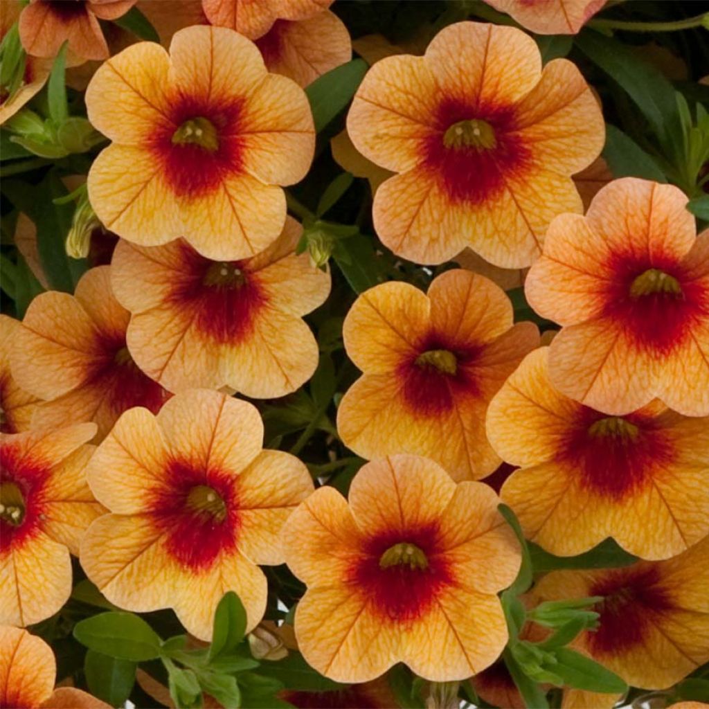 Calibrachoa Superbells Unique Mango Punch - Mini-Petunia