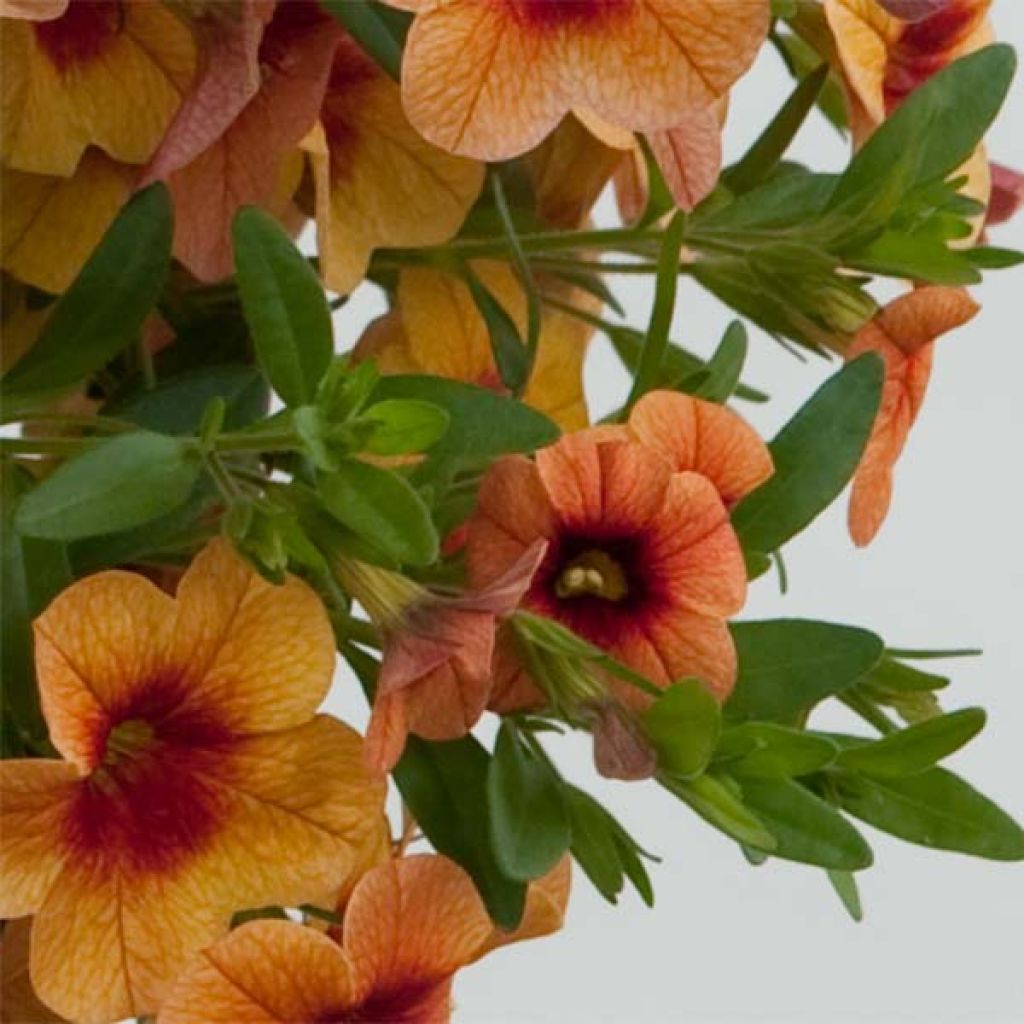 Calibrachoa Superbells Unique Mango Punch - Mini-Petunia