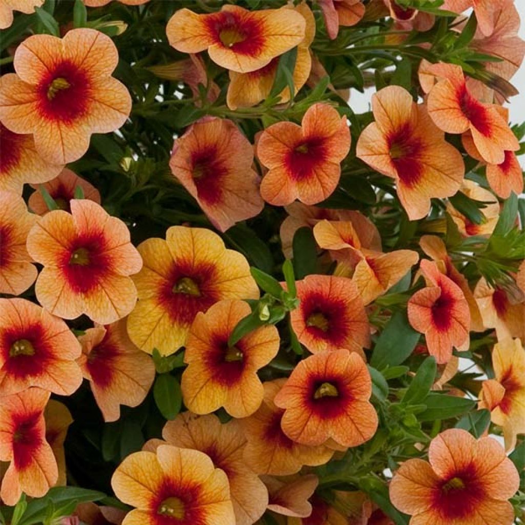 Calibrachoa Superbells Unique Mango Punch - Mini-Petunia