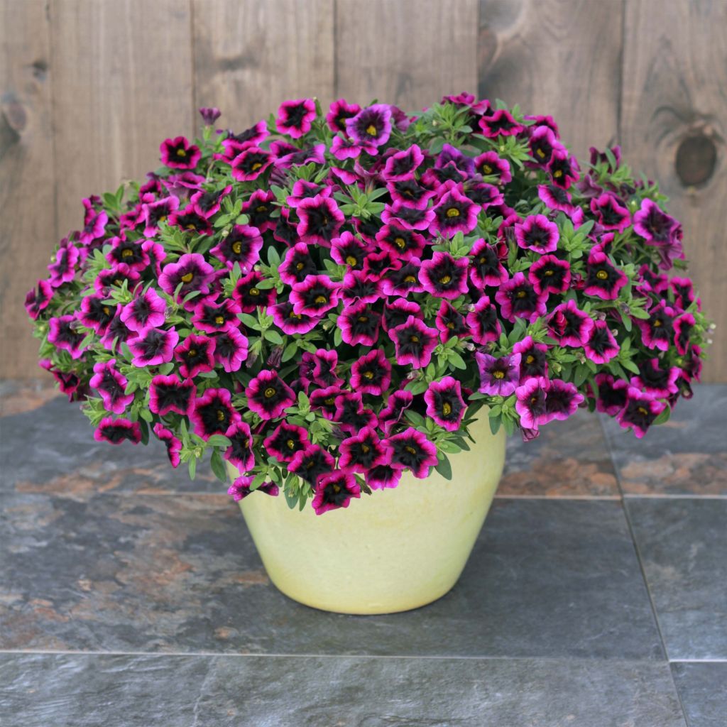 Calibrachoa Superbells Blackcurrant Punch - Mini-Petunia